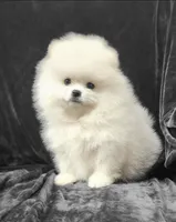 Prince, a male Pomeranian for sale in Haynesville, LA – 2 of 9