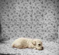 Sugar Plum, a female Poodle - Toy  for sale in Haynesville, LA – 4 of 5