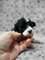 Jingles, a female Poodle - Toy  for sale in Haynesville, LA – 6 of 6
