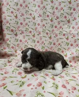 Daisy, a female Poodle - Toy  for sale in Haynesville, LA – 2 of 5