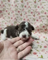 Daisy, a female Poodle - Toy  for sale in Haynesville, LA – 4 of 5