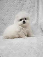 Dandy, a male Pomeranian for sale in Haynesville, LA – 6 of 8