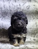 Sabastian, a male Poodle - Toy  for sale in Haynesville, LA – 3 of 3