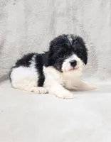 Jingles, a female Poodle - Toy  for sale in Haynesville, LA – 7 of 10