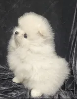 Dandy, a male Pomeranian for sale in Haynesville, LA – 3 of 8