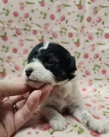 Jingles, a female Poodle - Toy  for sale in Haynesville, LA – 4 of 6