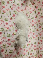 Sugar Plum, a female Poodle - Toy  for sale in Haynesville, LA – 5 of 5