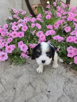 Lacey , a female Cavalier King Charles Spaniel for sale in Woodburn, IN – 2 of 4