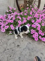Lacey , a female Cavalier King Charles Spaniel for sale in Woodburn, IN – 3 of 4