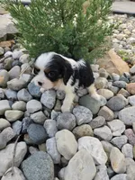 Eddy, a male Cavalier King Charles Spaniel for sale in Woodburn, IN – 3 of 5