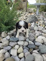 Eddy, a male Cavalier King Charles Spaniel for sale in Woodburn, IN – 4 of 5