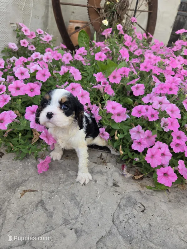 Lacey  – Cavalier King Charles Spaniel puppy for sale in Woodburn, IN