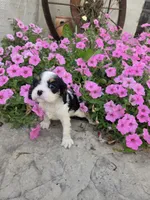 Lacey , a female Cavalier King Charles Spaniel for sale in Woodburn, IN – 1 of 4