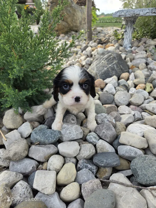 Eddy – Cavalier King Charles Spaniel puppy for sale in Woodburn, IN