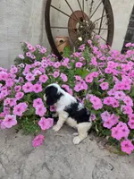 Lacey , a female Cavalier King Charles Spaniel for sale in Woodburn, IN – 4 of 4