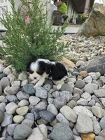 Eddy, a male Cavalier King Charles Spaniel for sale in Woodburn, IN – 2 of 5