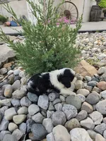 Eddy, a male Cavalier King Charles Spaniel for sale in Woodburn, IN – 5 of 5