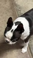 WIDGET NEON LOST DUTCHMAN SEARCHING FOR OPAL, a female Boston Terrier for sale in Mesa, AZ – 2 of 3