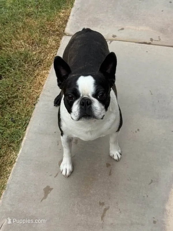 MAVERICK – Boston Terrier puppy for sale in Mesa, AZ