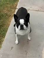 MAVERICK, a male Boston Terrier for sale in Mesa, AZ – 1 of 2