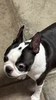 WIDGET NEON LOST DUTCHMAN SEARCHING FOR OPAL, a female Boston Terrier for sale in Mesa, AZ – 3 of 3