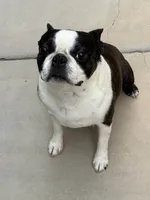 MAVERICK, a male Boston Terrier for sale in Mesa, AZ – 2 of 2