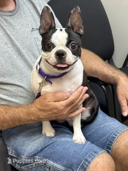 WIDGET NEON LOST DUTCHMAN SEARCHING FOR OPAL – Boston Terrier puppy for sale in Mesa, AZ