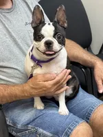 WIDGET NEON LOST DUTCHMAN SEARCHING FOR OPAL, a female Boston Terrier for sale in Mesa, AZ – 1 of 3