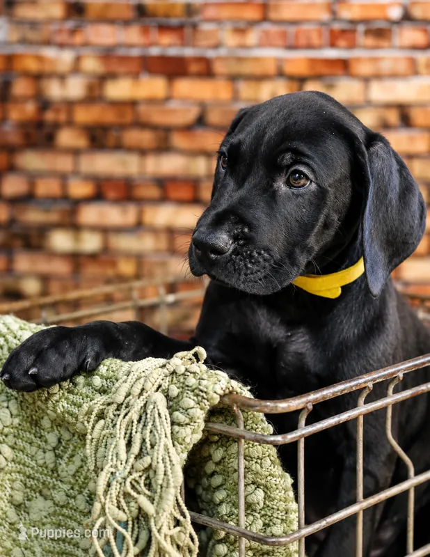 Wesson – Great Dane puppy for sale in Union, IL