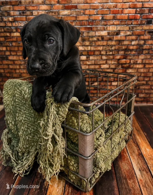 Savage – Great Dane puppy for sale in Union, IL