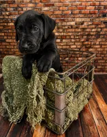 Savage, a male Great Dane for sale in Union, IL – 1 of 1