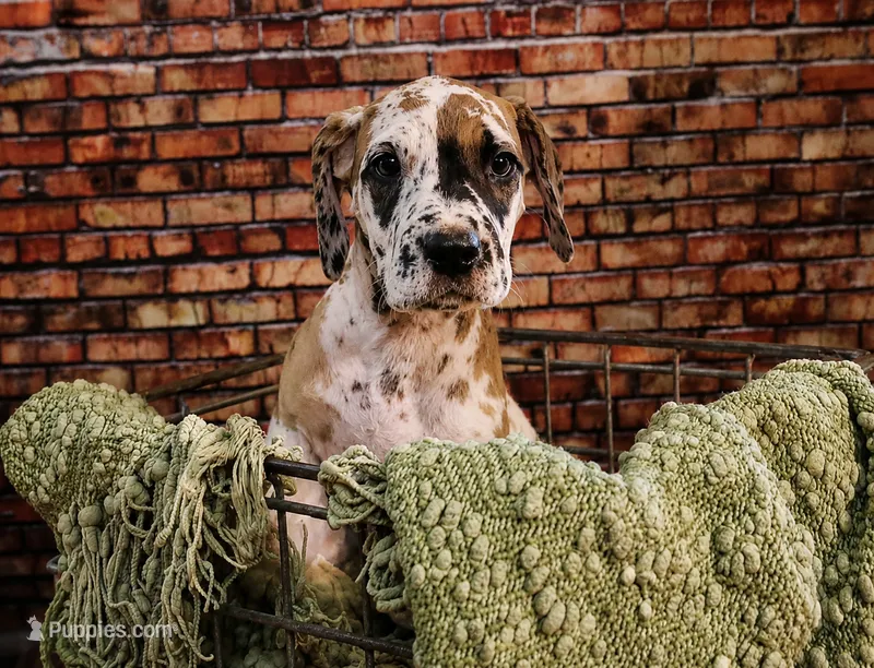 Honeysuckle – Great Dane puppy for sale in Union, IL