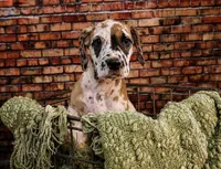 Honeysuckle, a female Great Dane for sale in Union, IL – 1 of 1