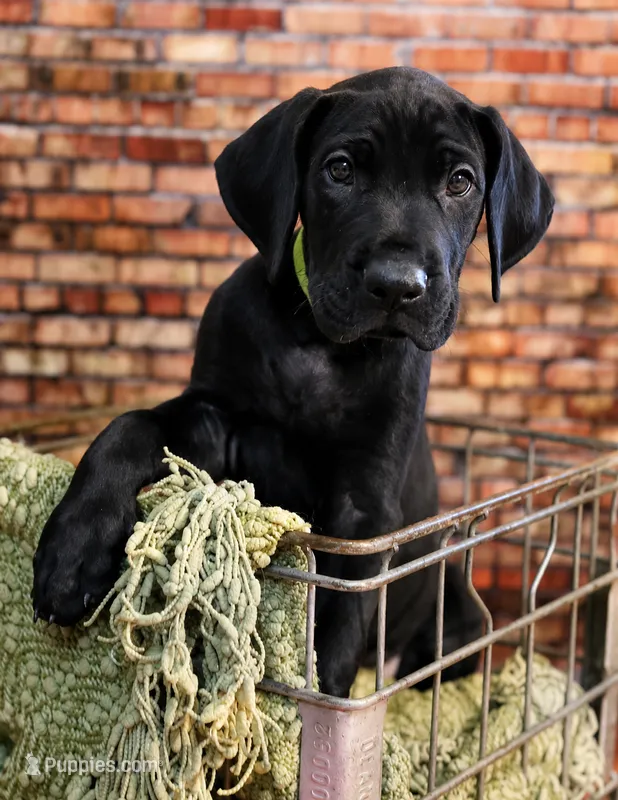 Smith – Great Dane puppy for sale in Union, IL