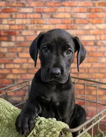 Petunia, a female Great Dane for sale in Union, IL – 2 of 2