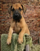 Gunner, a male Great Dane for sale in Union, IL – 2 of 2