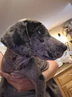 Rosie, a female Great Dane for sale in Union, IL – 2 of 2