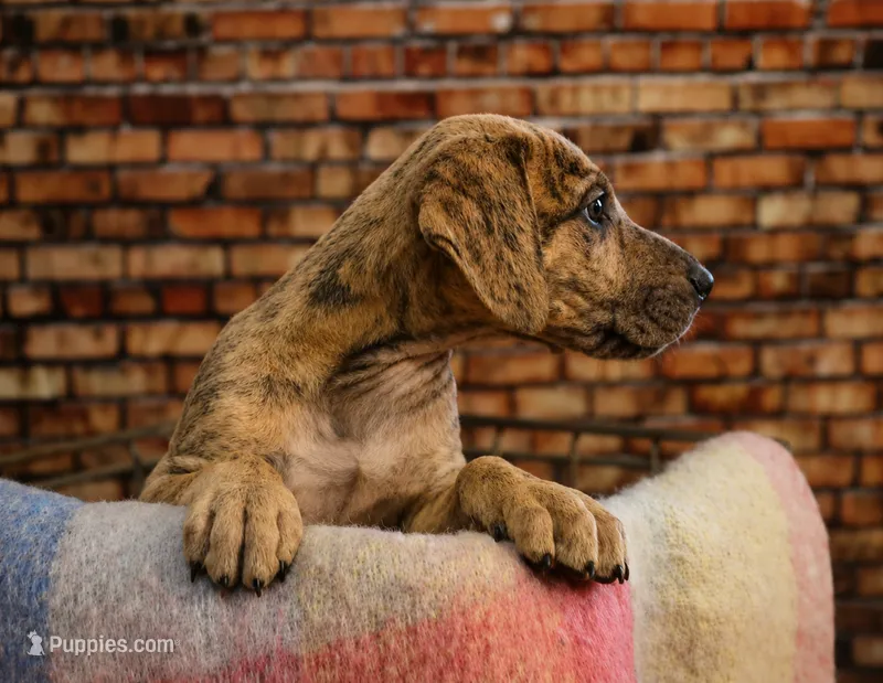 Lilac – Great Dane puppy for sale in Union, IL