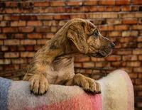 Lilac, a female Great Dane for sale in Union, IL – 1 of 1