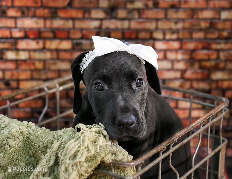 Petunia – Great Dane puppy for sale in Union, IL