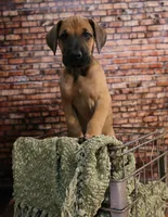 Gunner, a male Great Dane for sale in Union, IL – 1 of 2