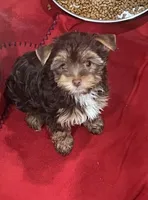 Dancer, a male Yorkshire Terrier for sale in Cincinnati, OH – Photo 1 of 4