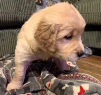 Chase, a male Golden Retriever for sale in Toano, VA – Photo 4 of 6