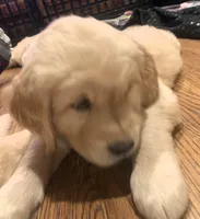 Chase, a male Golden Retriever for sale in Toano, VA – Photo 5 of 6