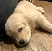 Chase, a male Golden Retriever for sale in Toano, VA – Photo 3 of 6