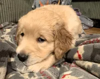 Chase, a male Golden Retriever for sale in Toano, VA – Photo 2 of 6