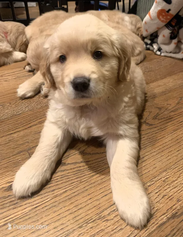 Chase, a male Golden Retriever for sale in Toano, VA – Photo 1 of 6