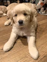 Chase, a male Golden Retriever for sale in Toano, VA – Photo 1 of 6