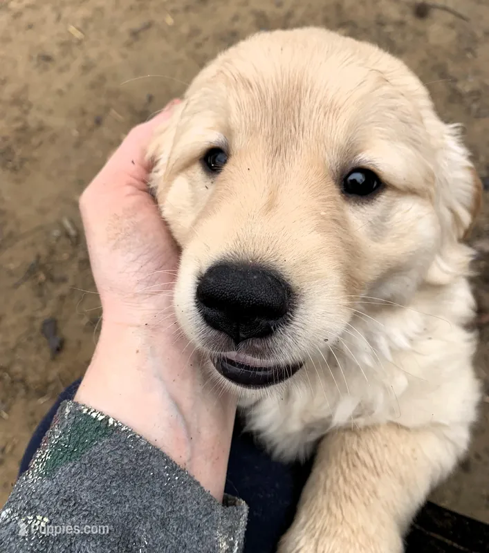Poppy (Paparazzi) – Golden Retriever puppy for sale in Toano, VA