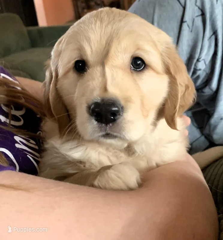 Cherry – Golden Retriever puppy for sale in Toano, VA